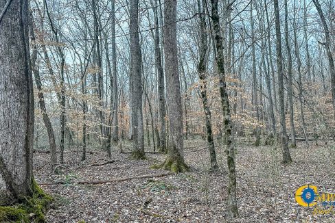 Spinks Tract Tennessee Land for Sale-48