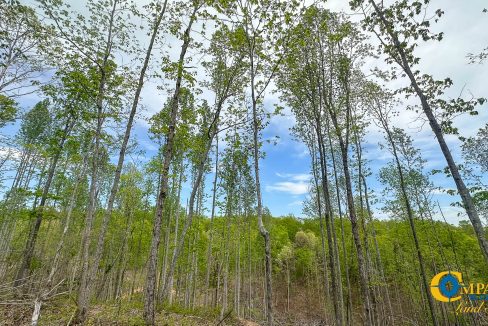 Highway 438 L2 Tennessee Land for Sale-158