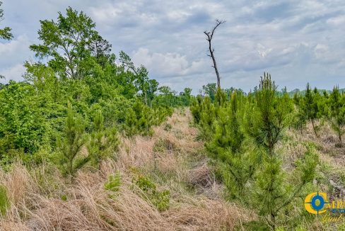 Bulloch Sands 6 Georgia Land for Sale-1