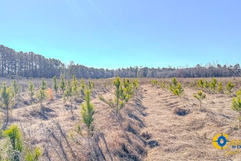 Bulloch Sands 7 Georgia Land for Sale-5