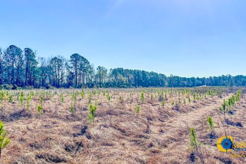 Bulloch Sands 8 Georgia Land for Sale-7