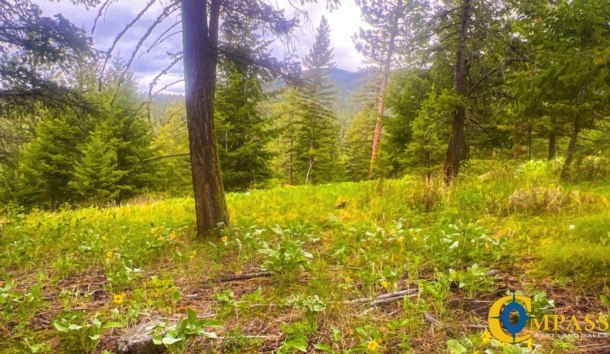 Nighthawk Drive Tract (19)