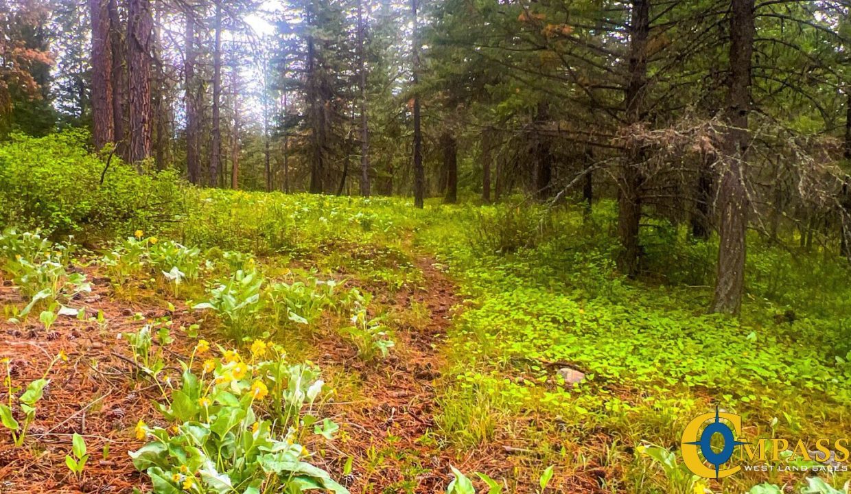 Nighthawk Drive Tract (29)