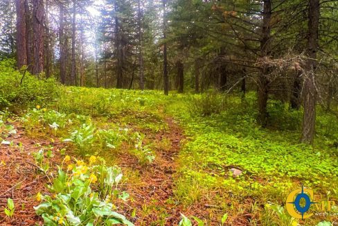 Nighthawk Drive Tract (29)