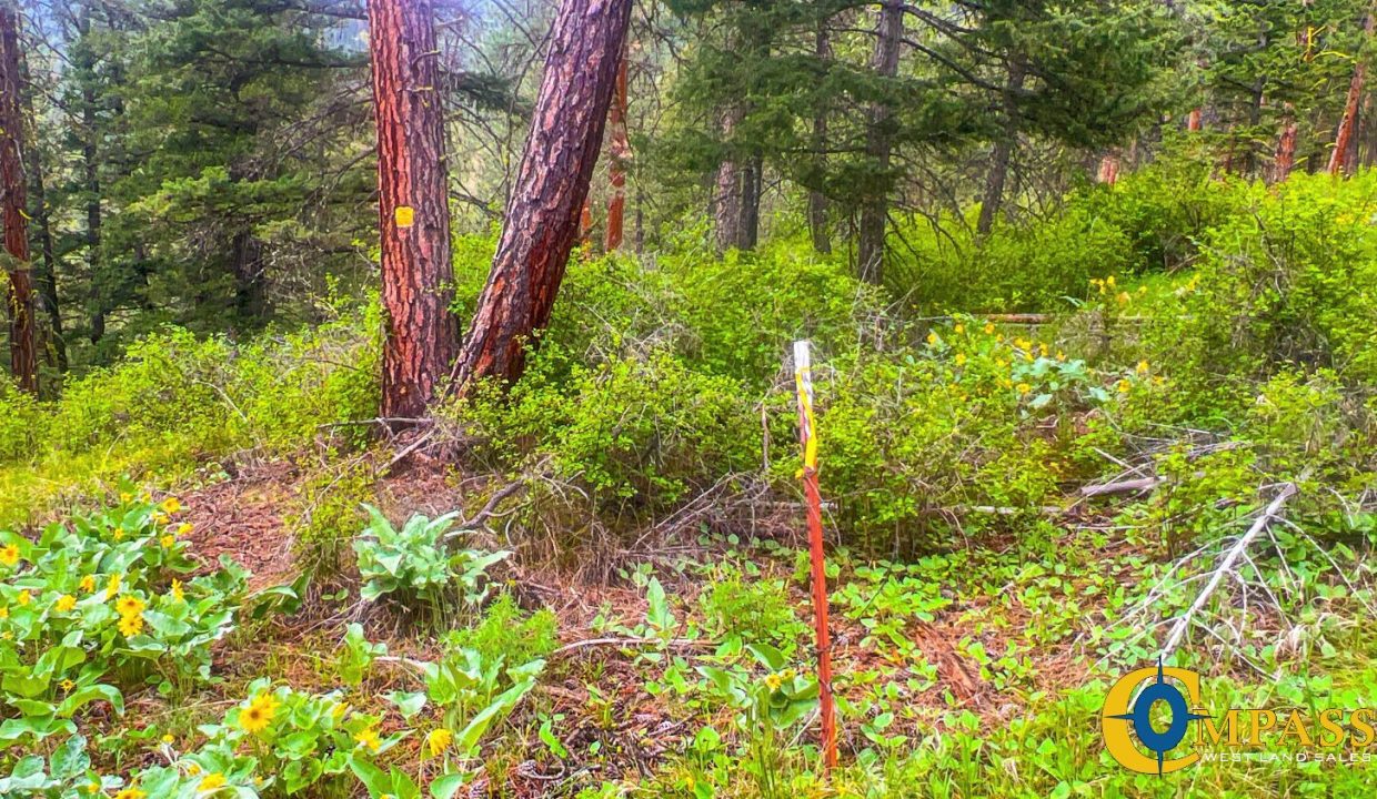 Nighthawk Drive Tract (6)