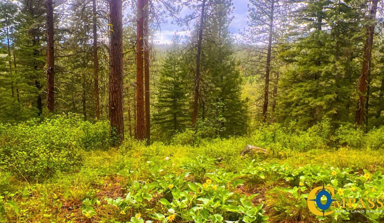 Nighthawk Drive Tract (9)