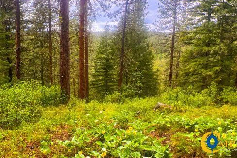 Nighthawk Drive Tract (9)