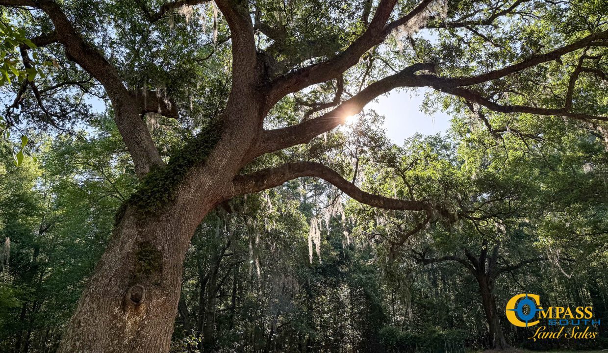 Oakbreeze Farm SC Land for Sale-19