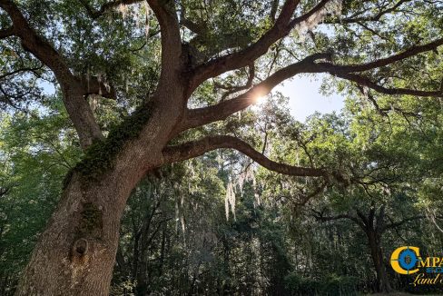 Oakbreeze Farm SC Land for Sale-19