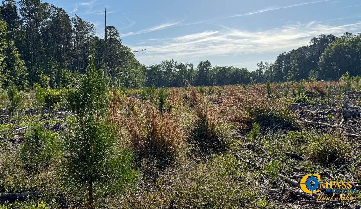 Salkehatchie Tract SC Land for Sale-8