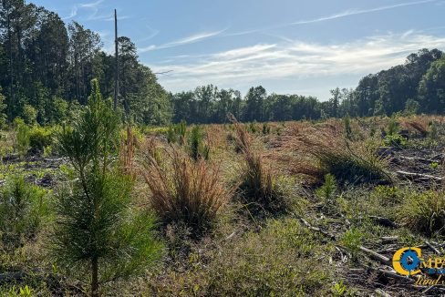 Salkehatchie Tract SC Land for Sale-8