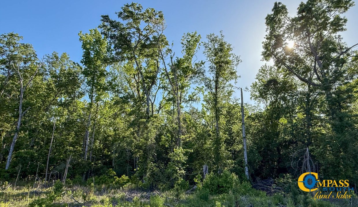 Salkehatchie Tract SC Land for Sale-9