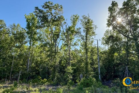 Salkehatchie Tract SC Land for Sale-9