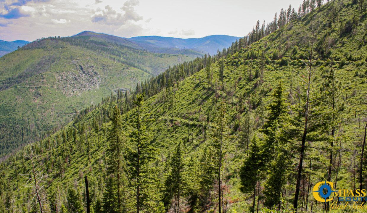 Swamp Creek (10)