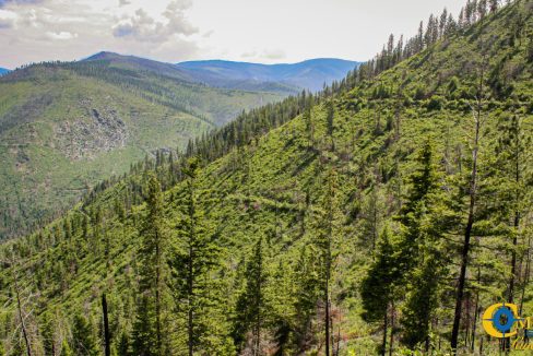 Swamp Creek (10)