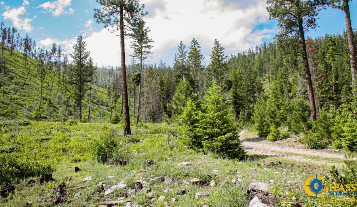 Swamp Creek (11)
