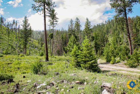 Swamp Creek (11)