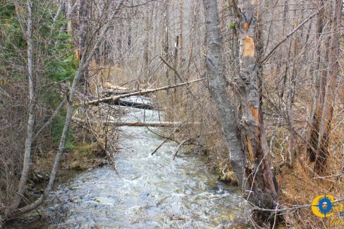 Swamp Creek (12)
