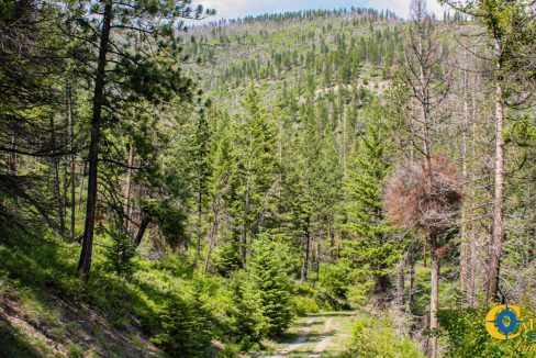 Swamp Creek (13)