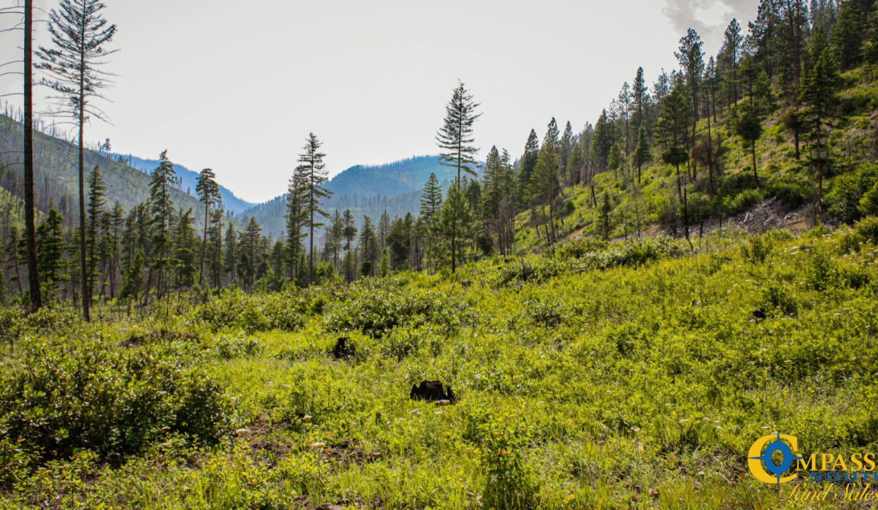 Swamp Creek (16)