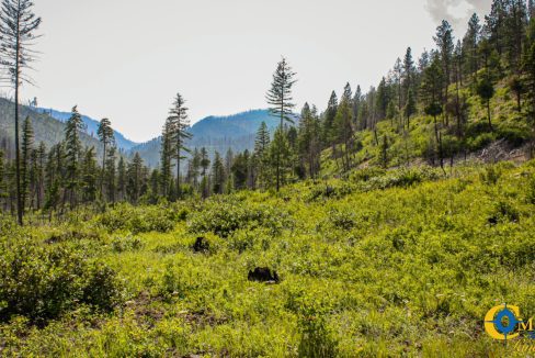 Swamp Creek (16)