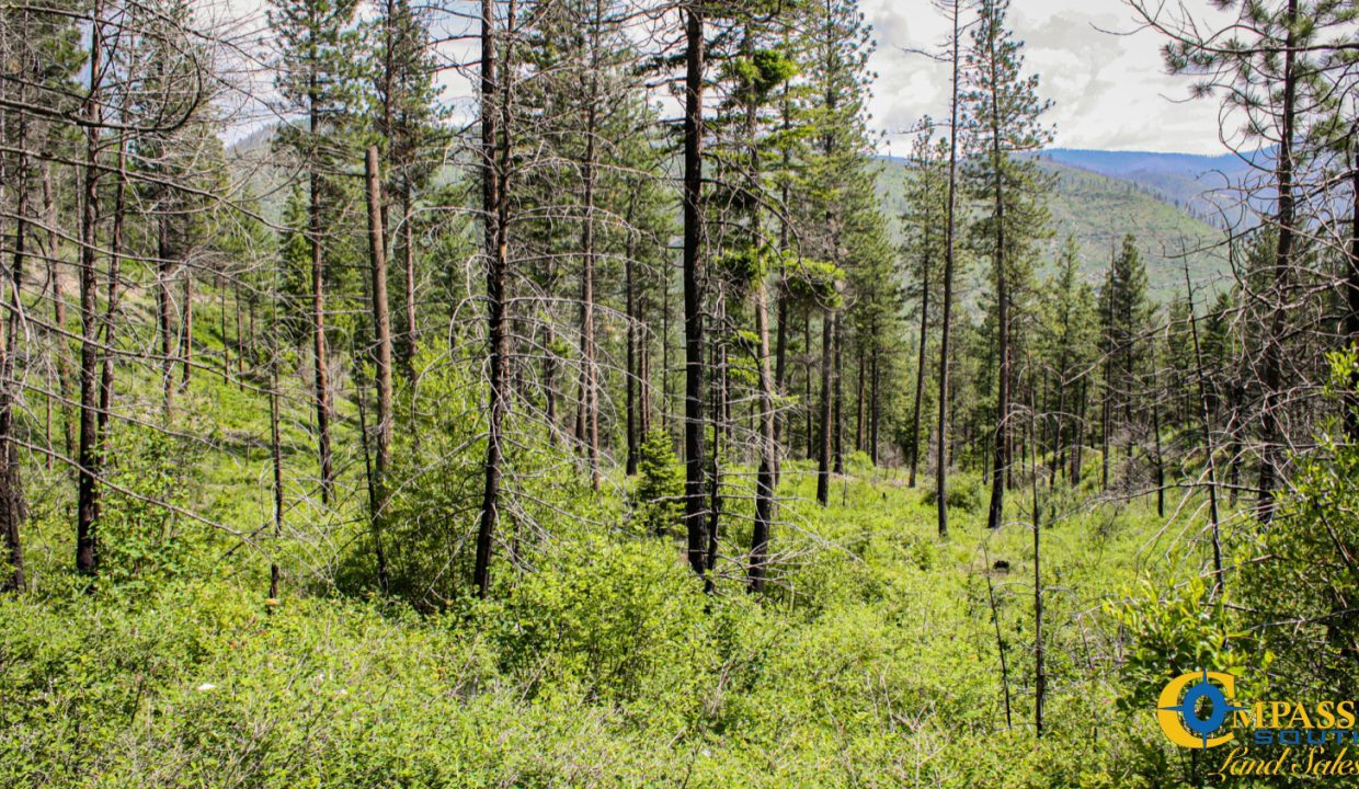 Swamp Creek (19)