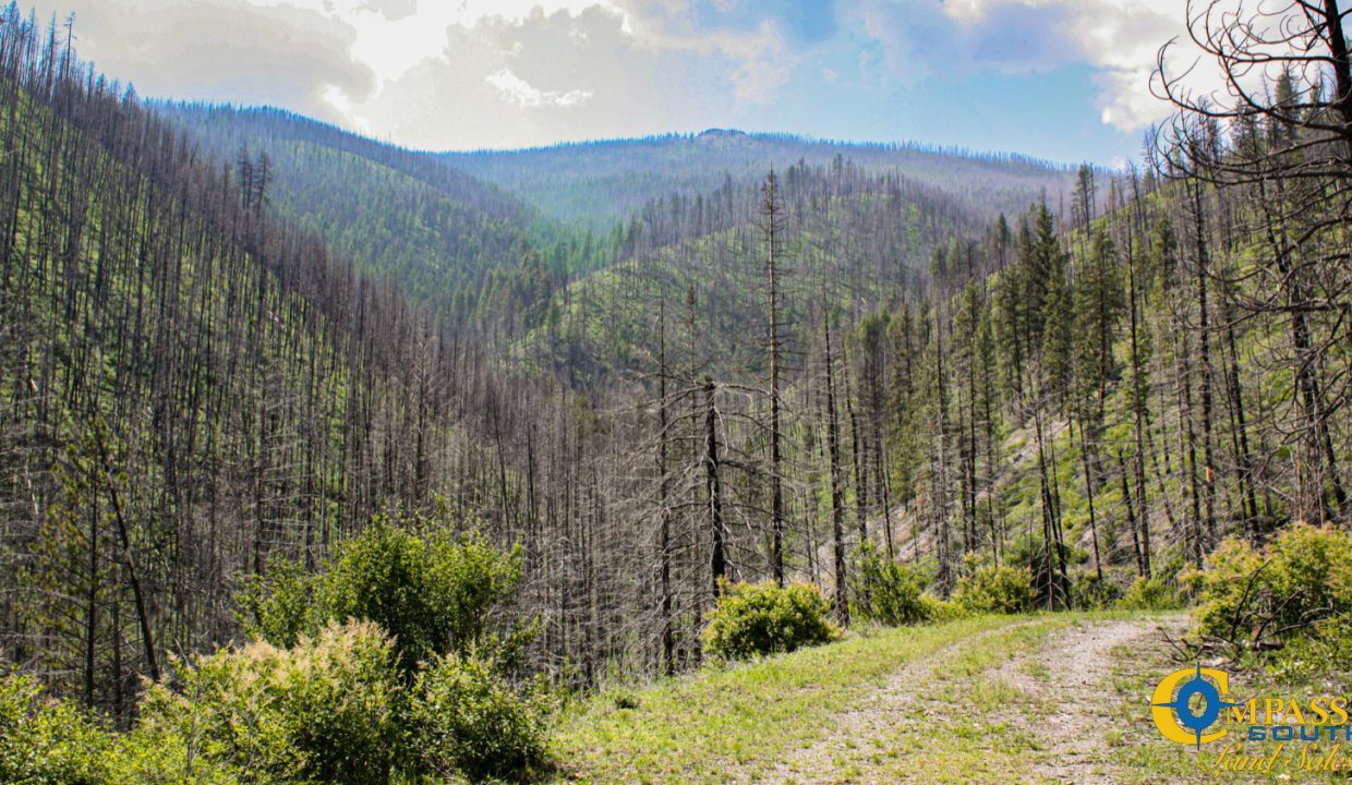 Swamp Creek (20)
