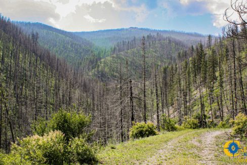 Swamp Creek (20)