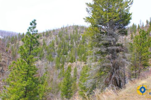 Swamp Creek (3)