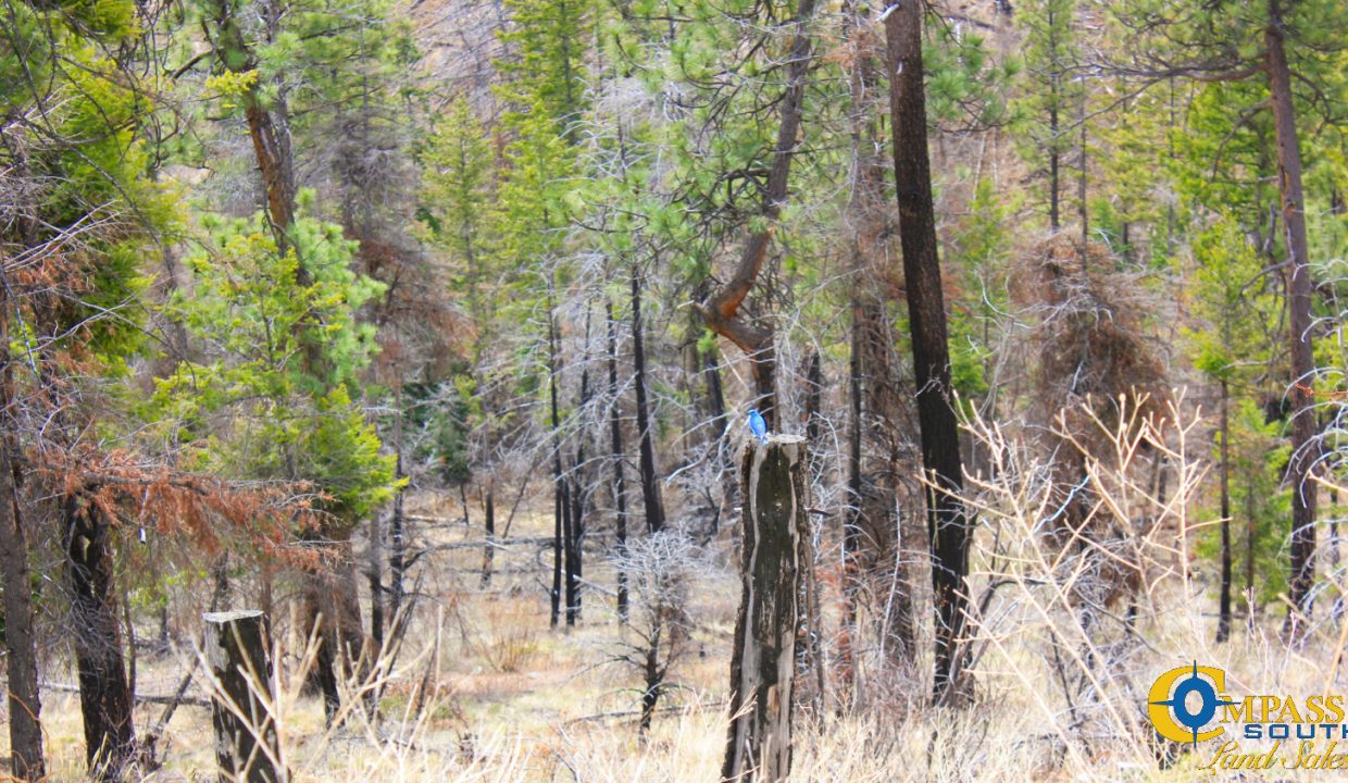 Swamp Creek (4)