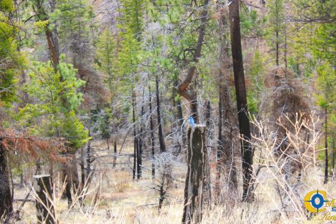 Swamp Creek (4)