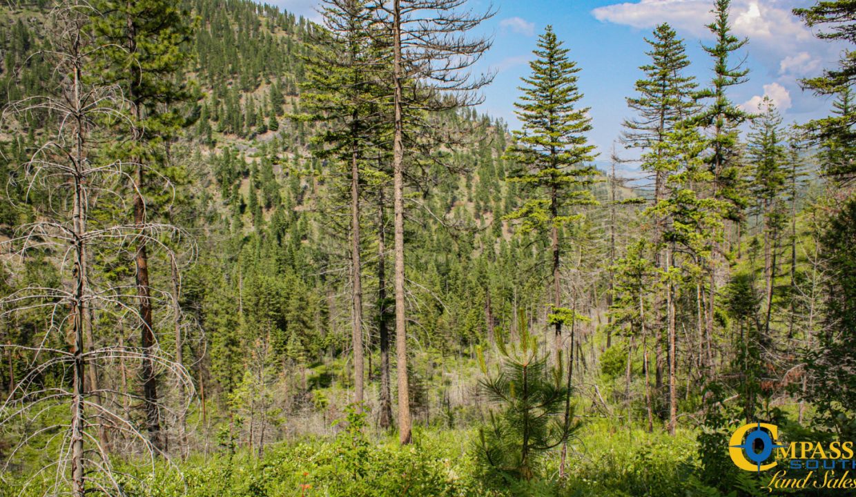 Swamp Creek (6)