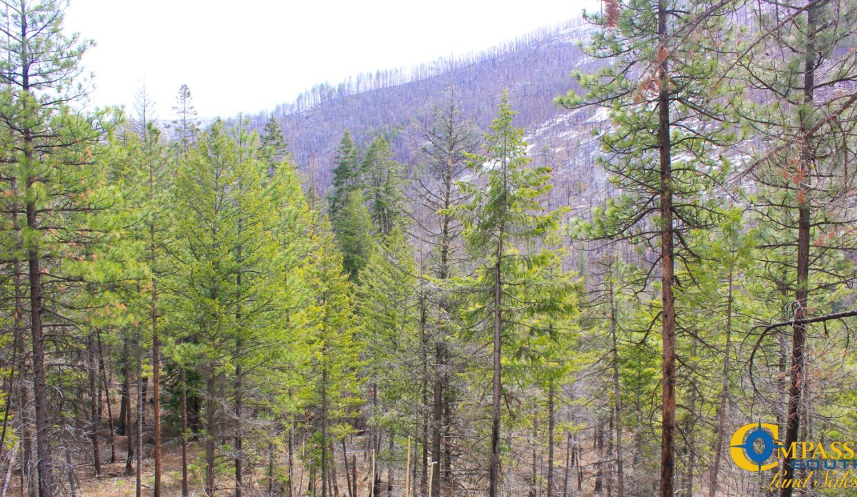 Swamp Creek (9)