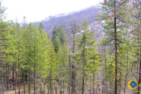 Swamp Creek (9)