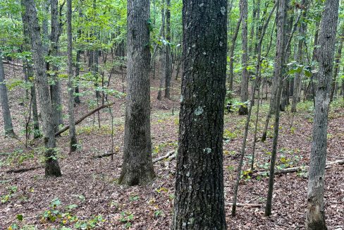 Tennessee River Ridge Compass South Land Sales-04