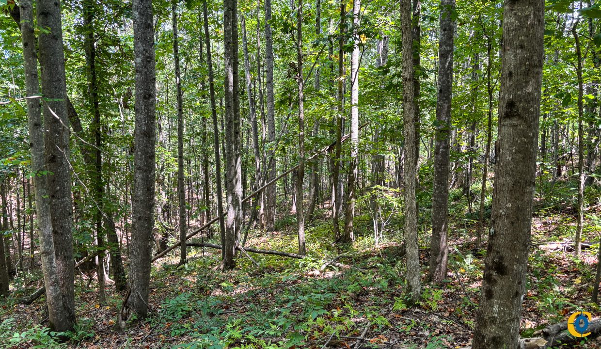 Tennessee River Ridge Compass South Land Sales-11