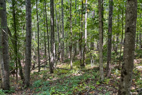 Tennessee River Ridge Compass South Land Sales-11