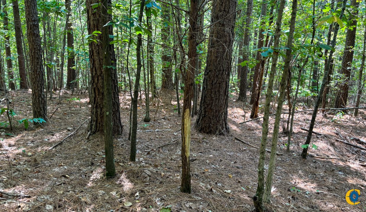 Tennessee River Ridge Compass South Land Sales-22