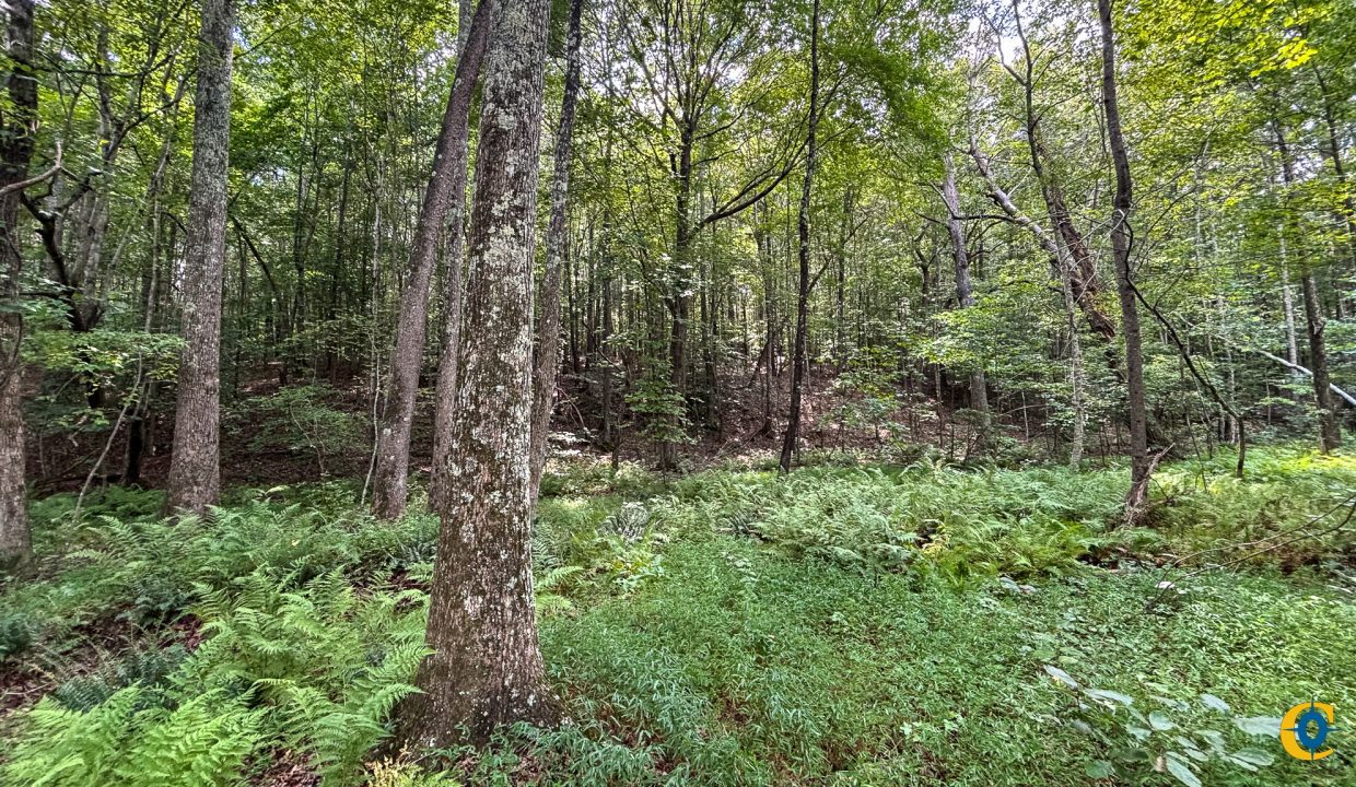 Tennessee River Ridge Compass South Land Sales-36