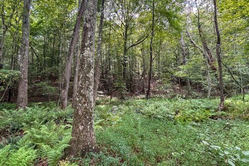 Tennessee River Ridge Compass South Land Sales-36