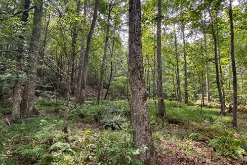 Tennessee River Ridge Compass South Land Sales-37