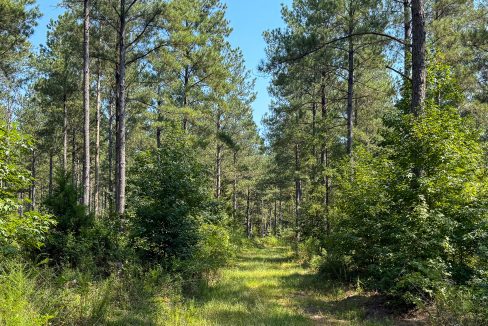 Brushy Creek Compass South Land Sales-03