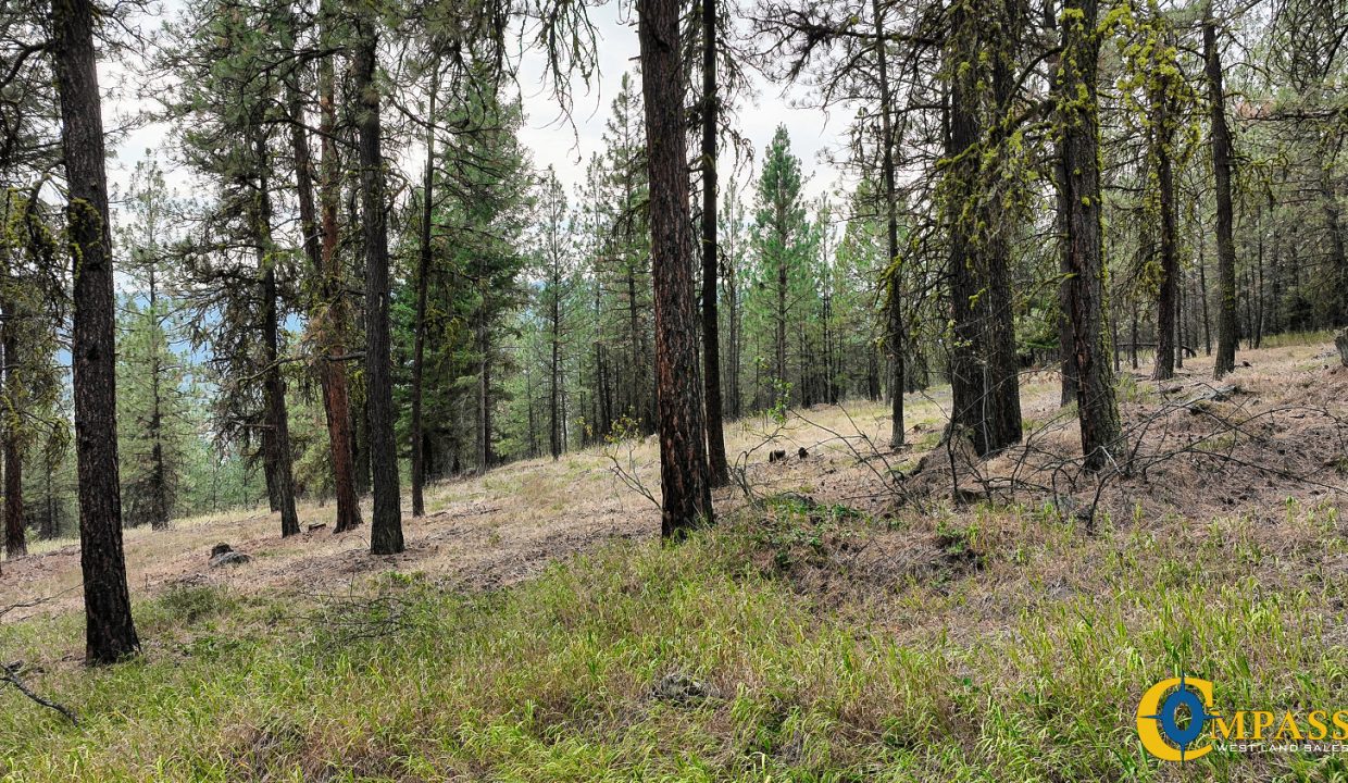 Roman Creek Road Tract (24)