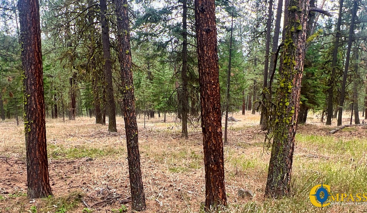 Roman Creek Road Tract (32)