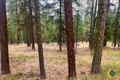 Roman Creek Road Tract (32)