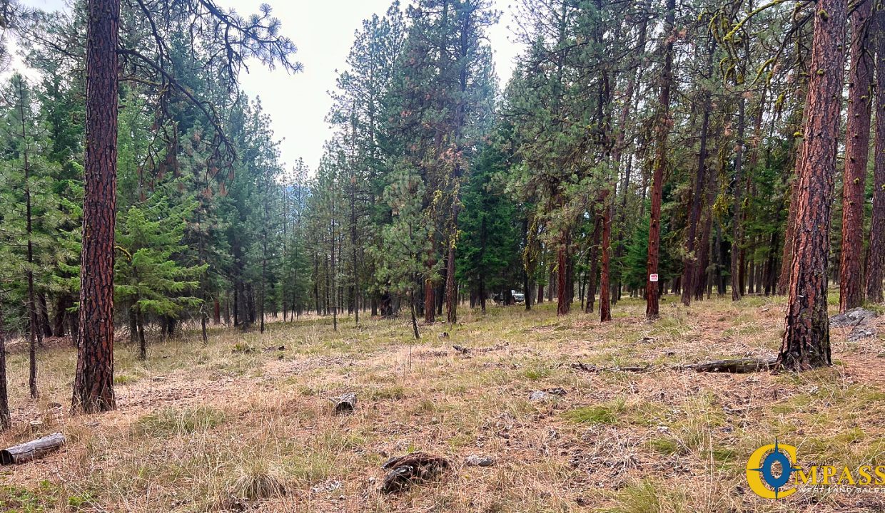 Roman Creek Road Tract (35)
