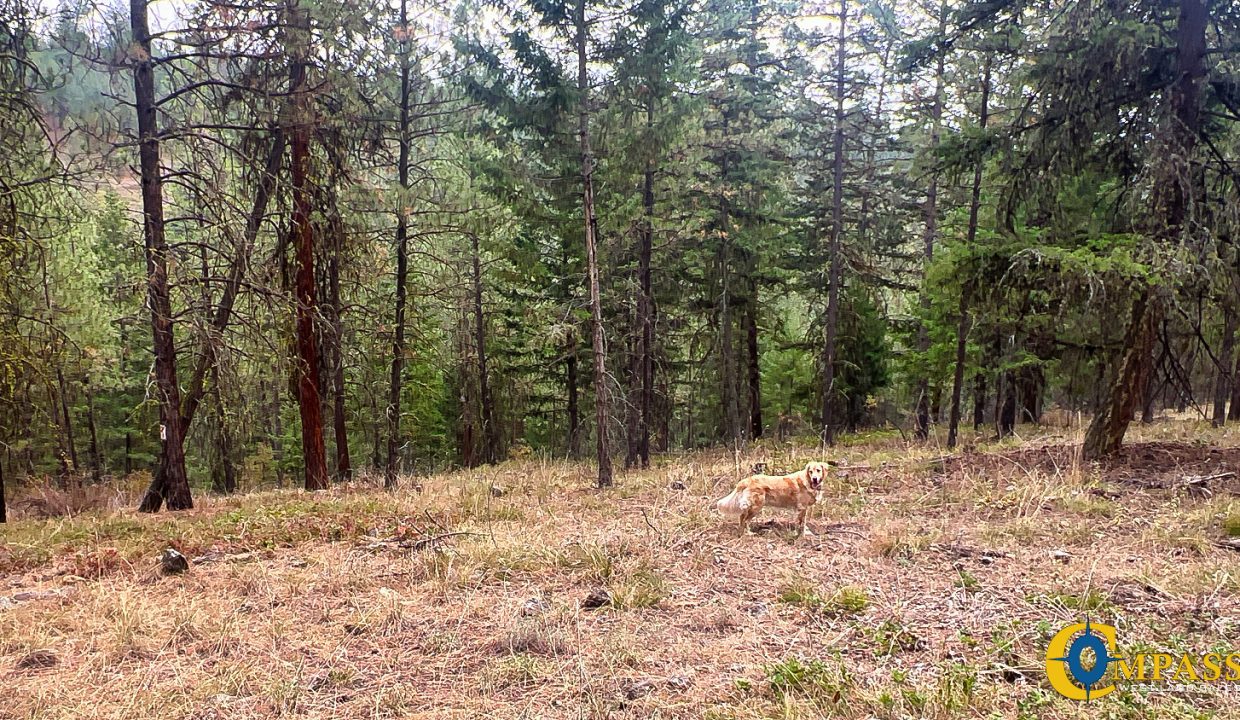 Roman Creek Road Tract (37)