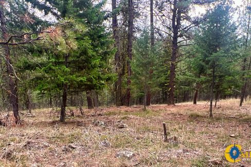 Roman Creek Road Tract (40)
