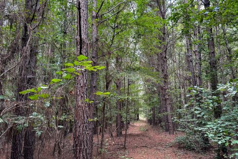 Hines Hollow Compass South Land Sales Tennessee-03