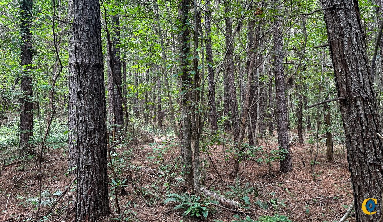 Hines Hollow Compass South Land Sales Tennessee-06